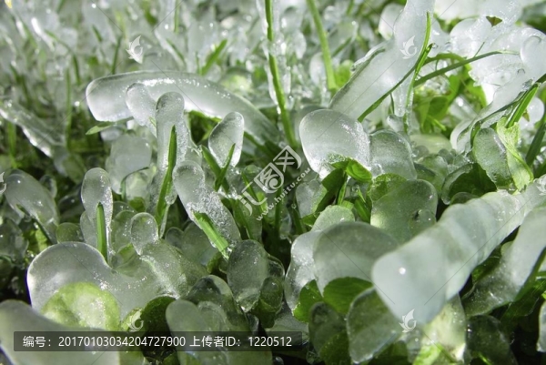 icewonder