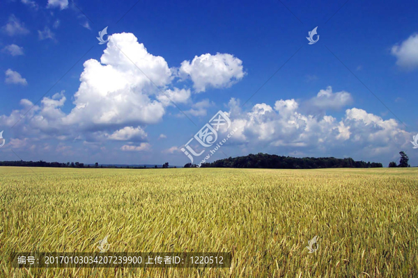 夏季小麥的天空