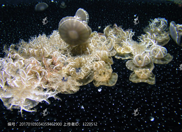 水母學(xué)校