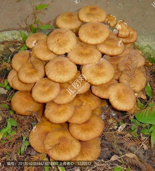 mushrooms4
