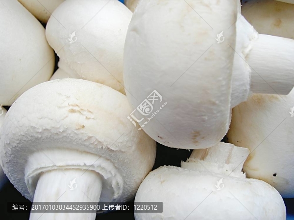 蘑菇