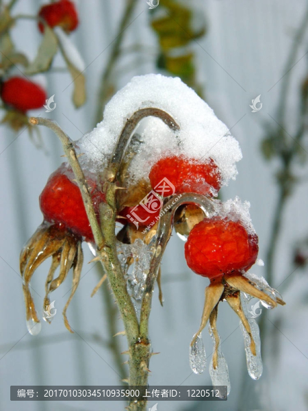 漿果在雪中