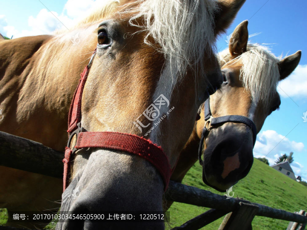 兩匹馬