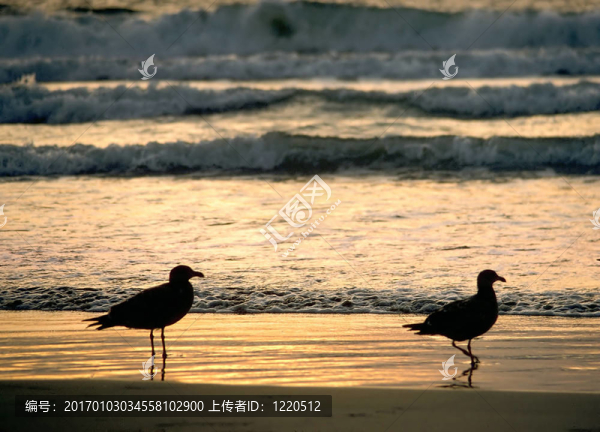 兩海鷗日落