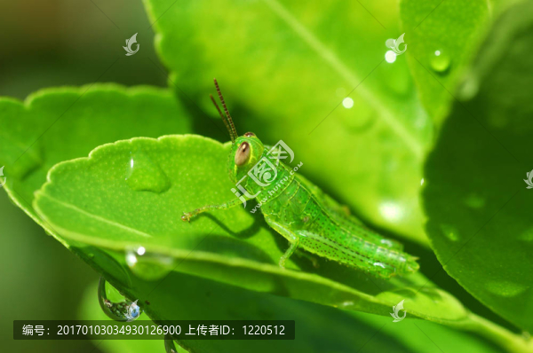蚱蜢我