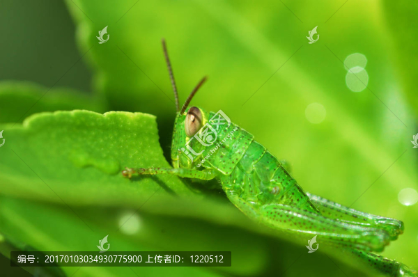蚱蜢III