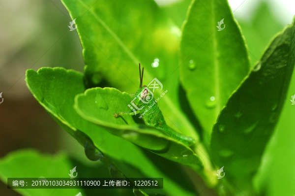 蚱蜢IV