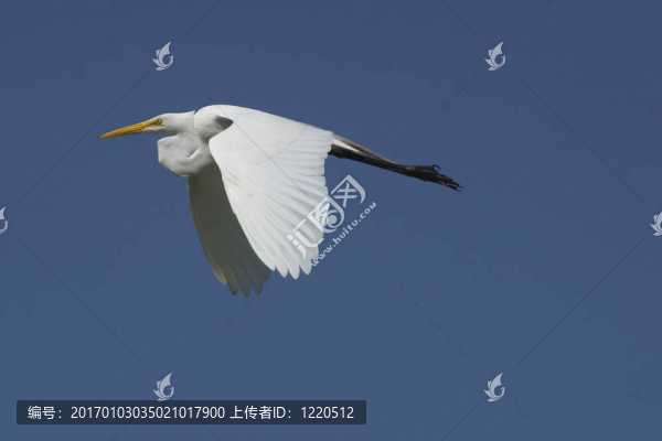 大白鷺飛