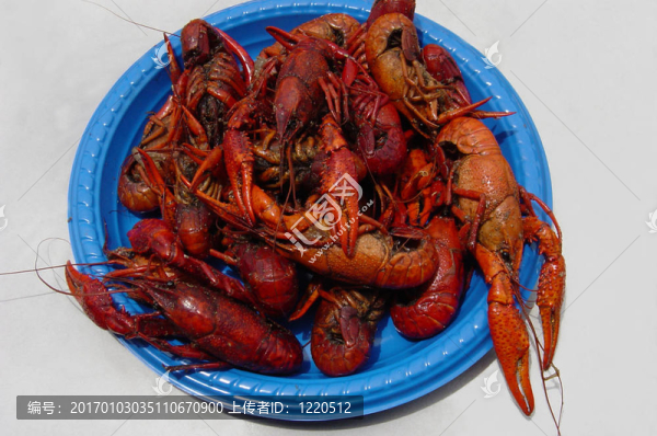 crustaecea,edibulis