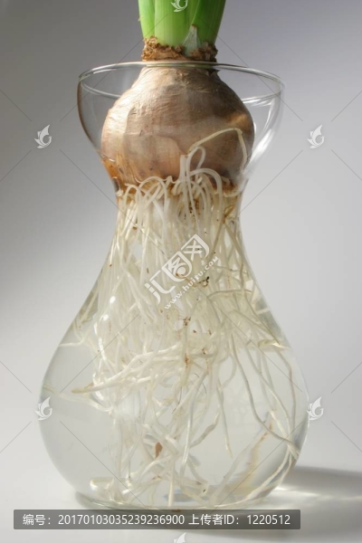 根