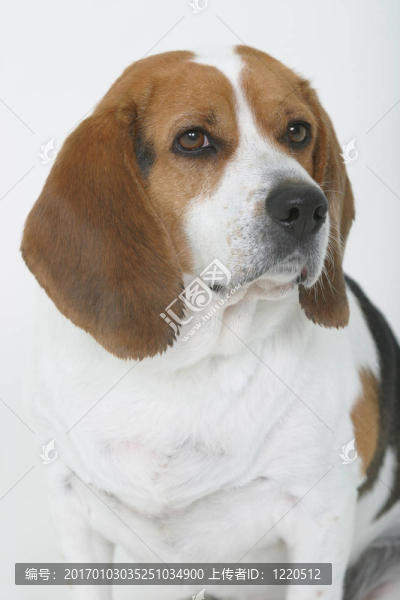 好狗！