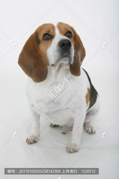 好狗