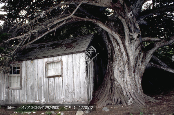 小屋的樹