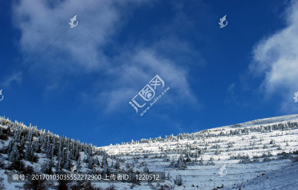 樹上的雪1