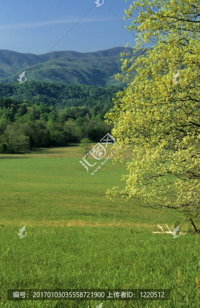 春；Cades,Cove