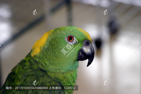 鳥