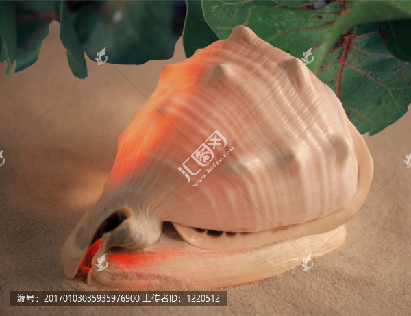 女王頭盔