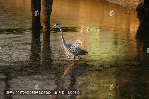 清晨的蒼鷺