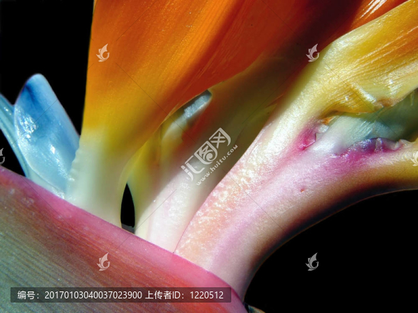天堂鳥(niǎo)