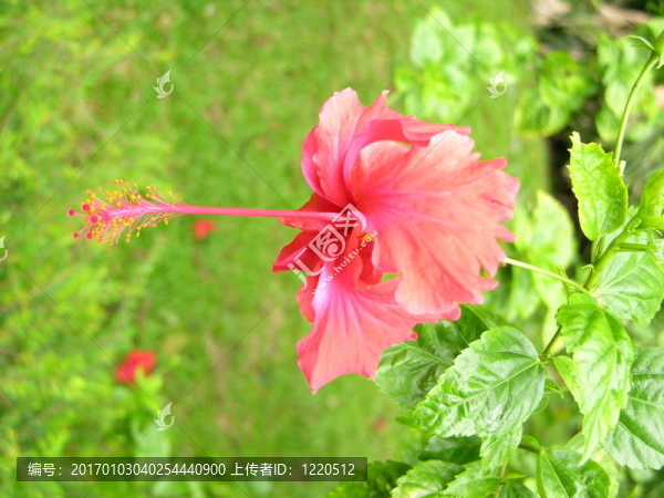 粉紅色的花