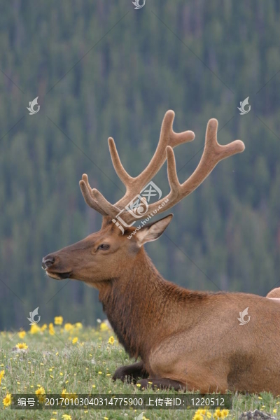 ELK1