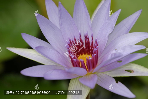 藍(lán)百合關(guān)閉