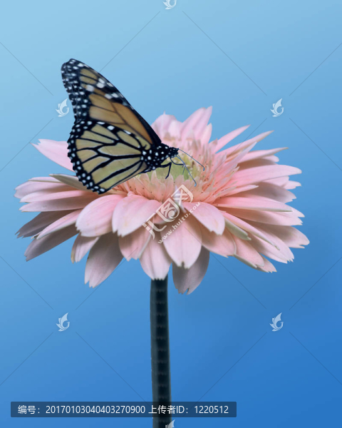 非洲菊