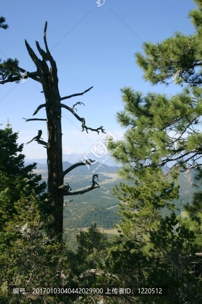 山景