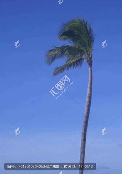 棕櫚樹和天空