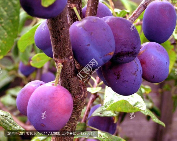 harvestime