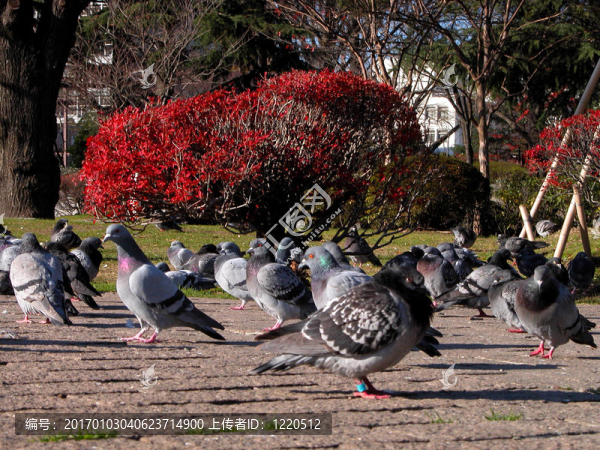 公園