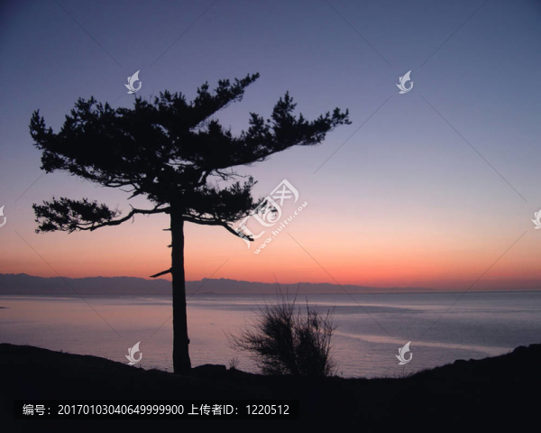 Josh…你一棵樹(shù)