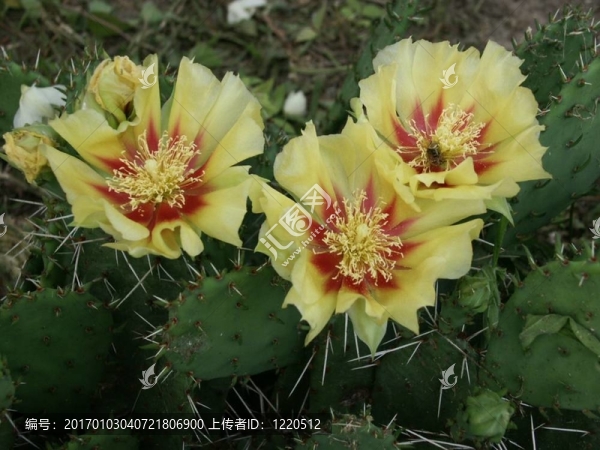 仙人掌花