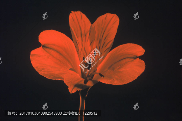 莉莉紅