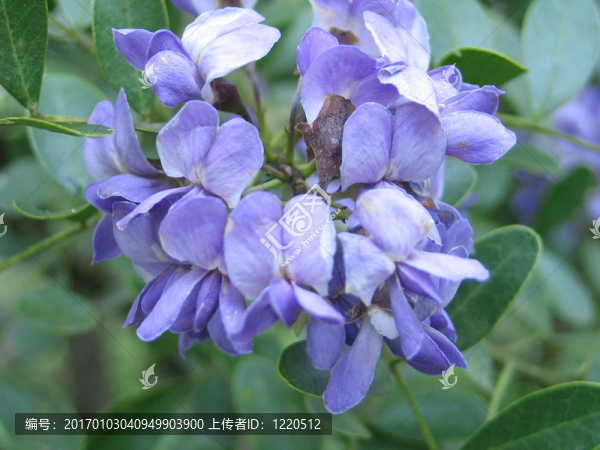 山上的花