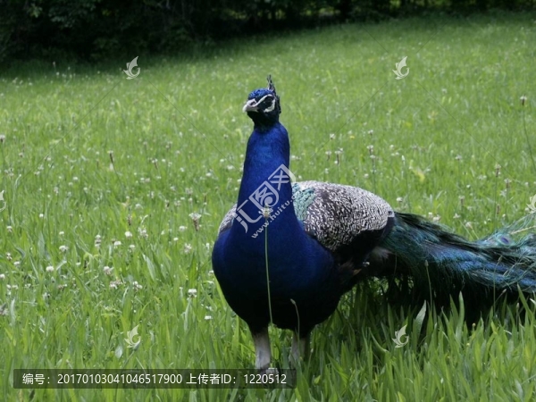 孔雀覓食