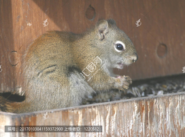 松鼠在饋線-匯圖網(wǎng) www.fosd68.com 松鼠在饋線