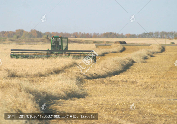 割曬機(jī)在現(xiàn)場