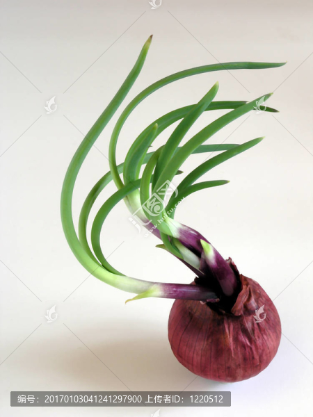 發(fā)芽的洋蔥