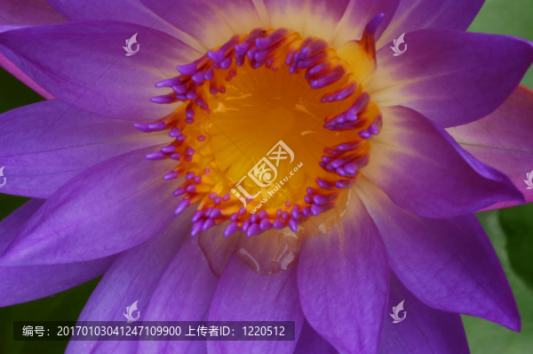 睡蓮3