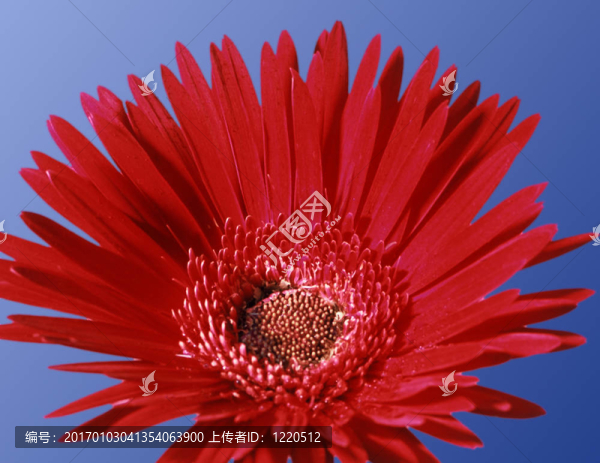畫菊