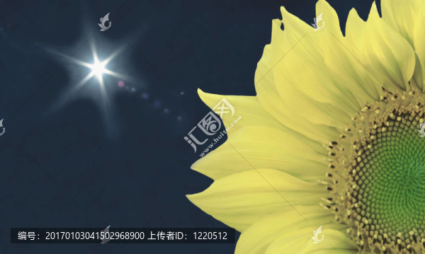 向日葵