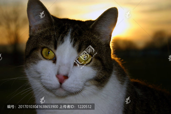 彭妮