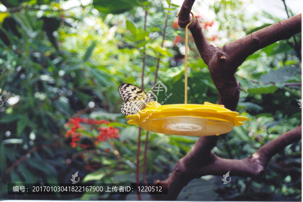 蝴蝶飼養(yǎng)