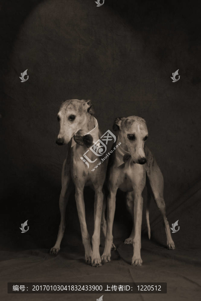 惠比特犬