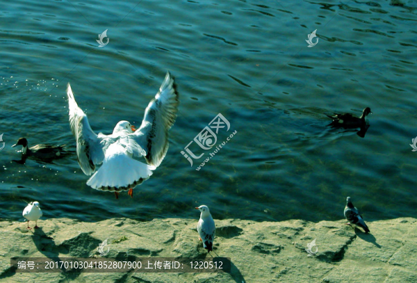 飛翔的鳥(niǎo)