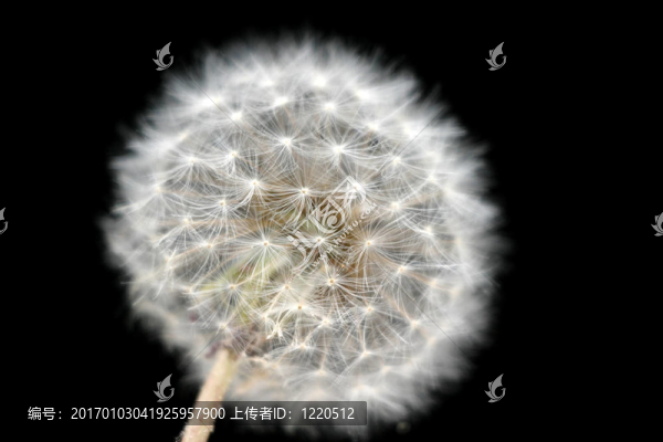 花花公子的獅子