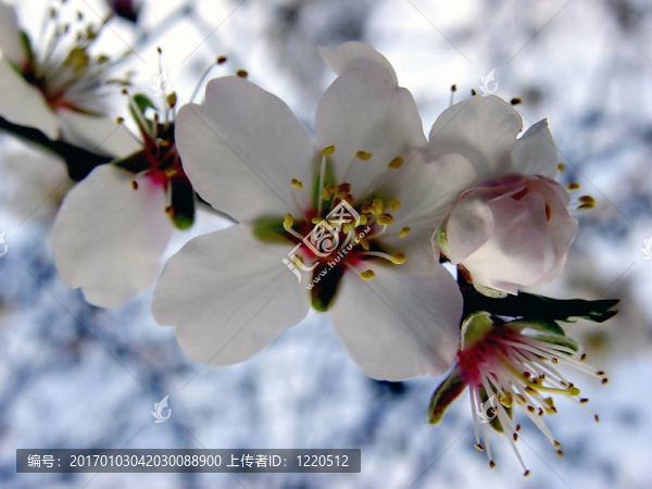 蘋果花
