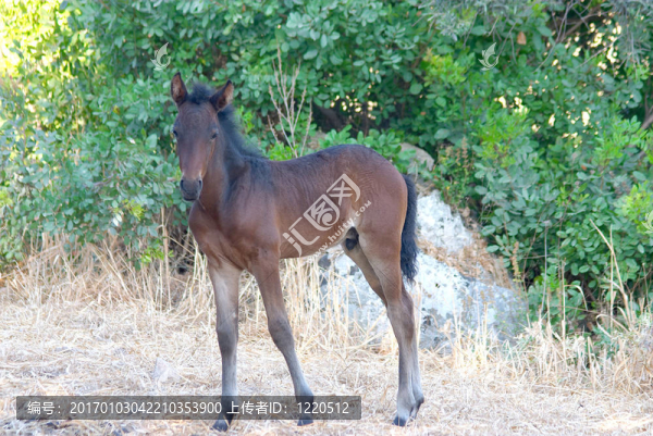 小馬駒