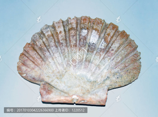 風扇shell2